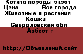 Котята породы экзот › Цена ­ 7 000 - Все города Животные и растения » Кошки   . Свердловская обл.,Асбест г.